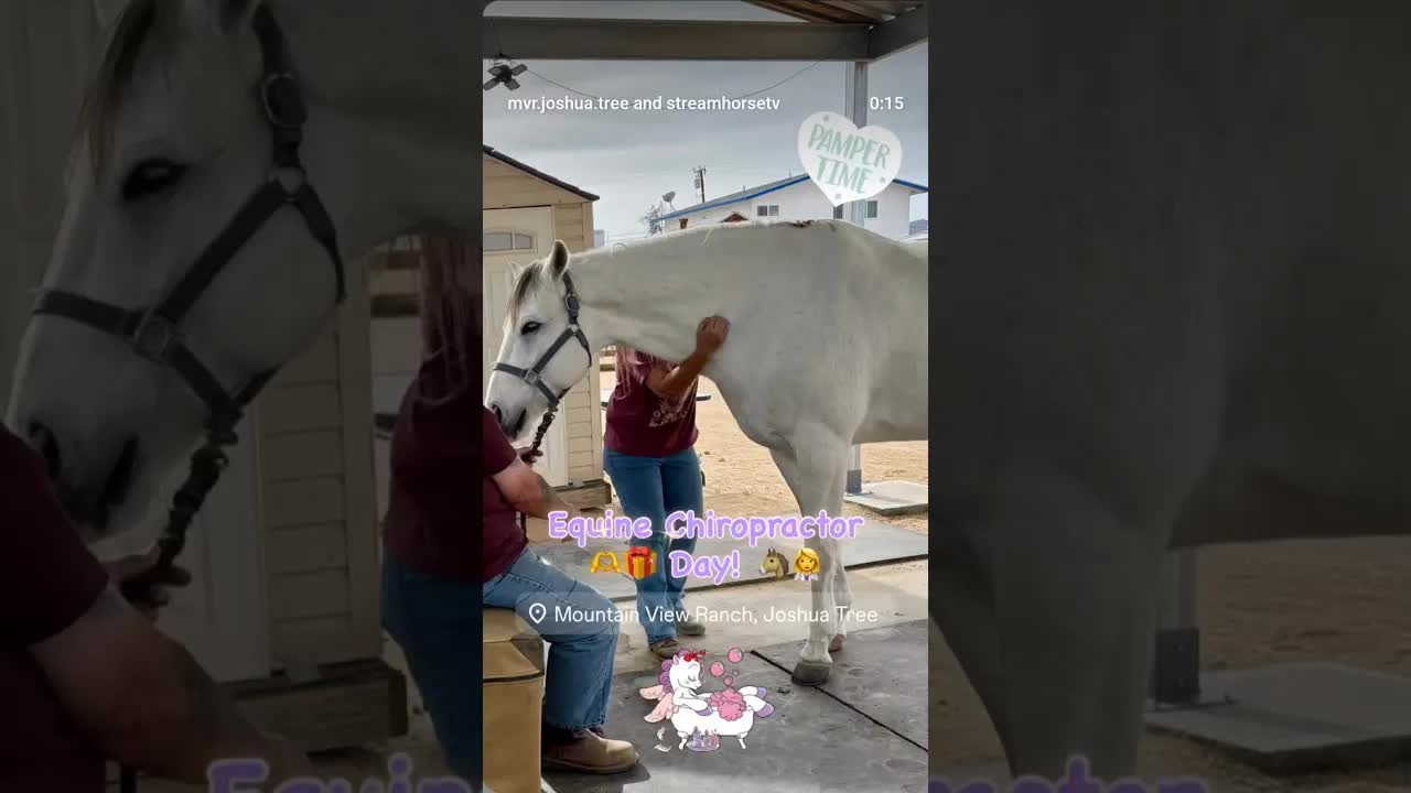 👩🏻‍⚕️🐴 Equine Chiropractor Day! 🐴👩🏻‍⚕️ A Christmas 🎄 Present 🎁 for the Horses!