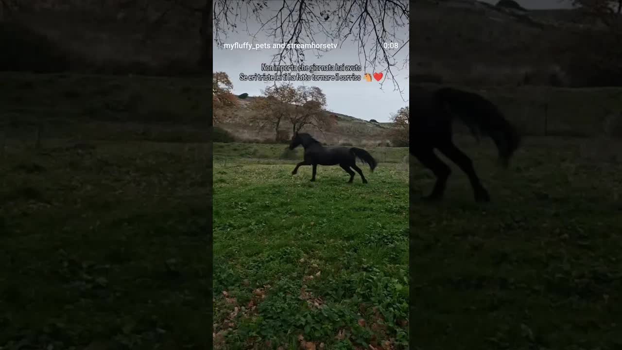 Sei stata, sei e sarai per sempre, l'altra metà del mio cuore ❤️🐴