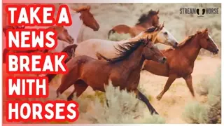 10 Minutes of Horses to Escape the News 🐎📰❌