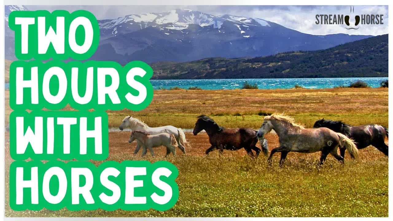 2 Hours of Beautiful Horses & Landscapes 🐎🌍 Nature Scenes from Around the World