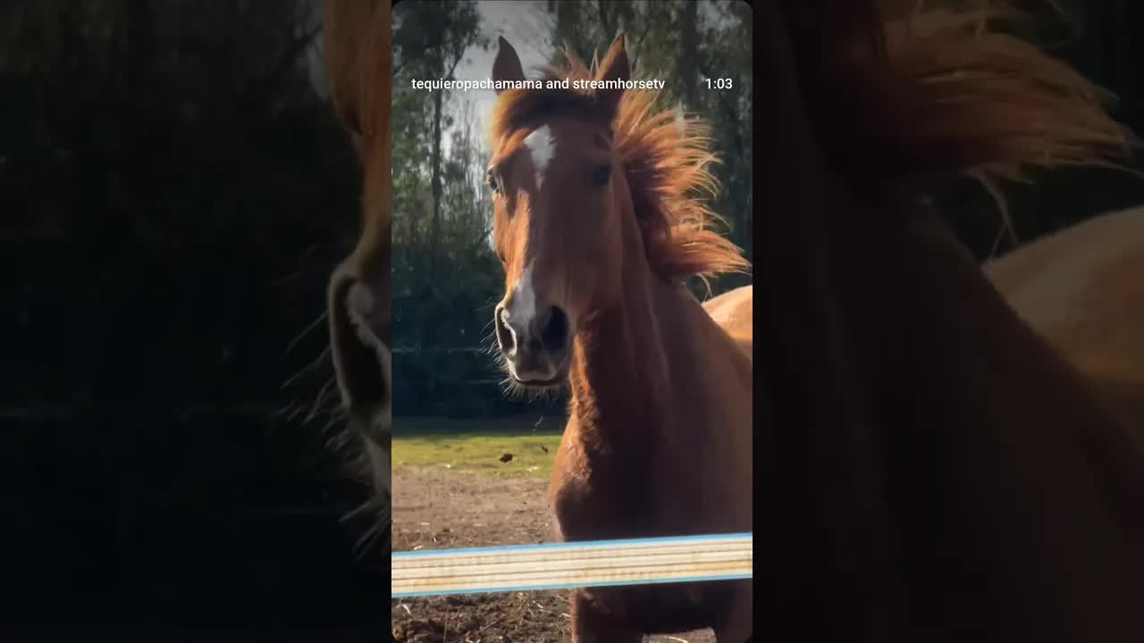 A wonderful day in Sardinia ♥️🐴🏝️ January 2026 🌡17 degrees ☀️ What more could you ask for?