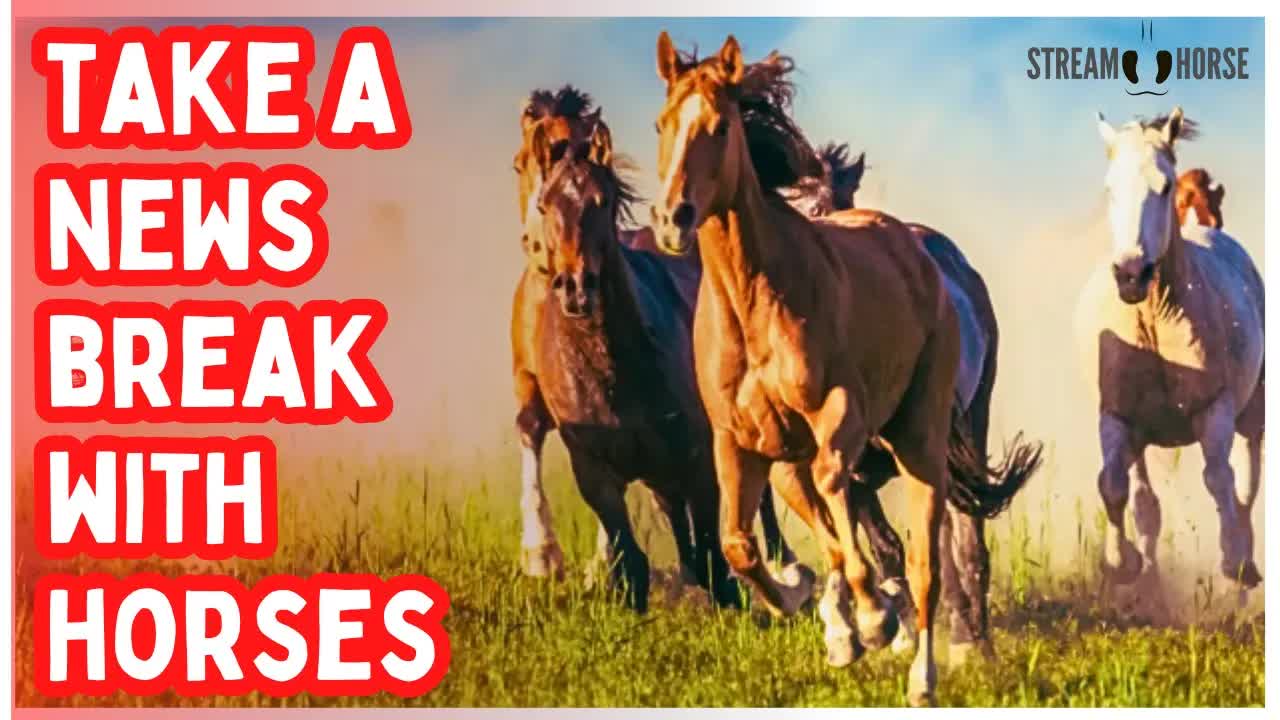Need a News Break Right Now? 🐎😌 10 Minutes of Horses & Calm
