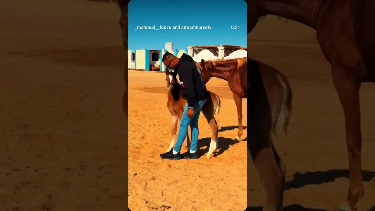 A moment of trust that money can't buy, and a responsibility I'm proud of. 🐎🫶❤️