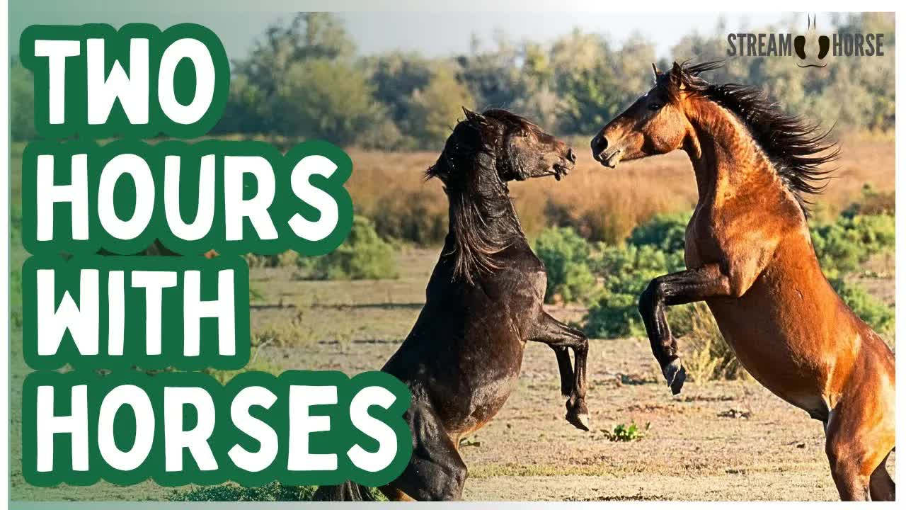 2 Hours of Natural Horsepower 🐎💪 Strength, Freedom & Empowering Energy