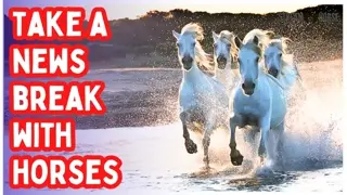 STOP. Your Brain Is Fried. 🐎🔥 10 Minutes of Horses Before More News