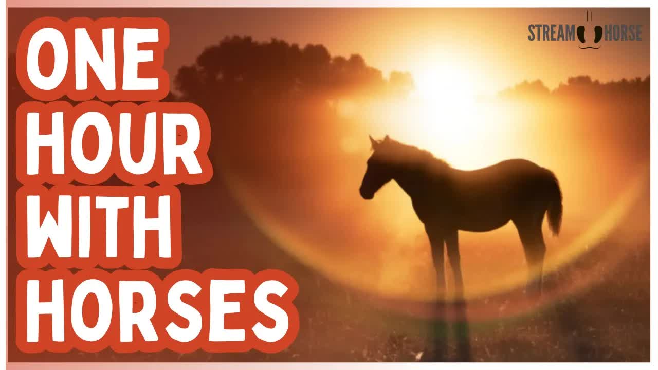 Put This On for You and Your Pets 🐎🐶🐱 1 Hour of Calm Horses & Nature
