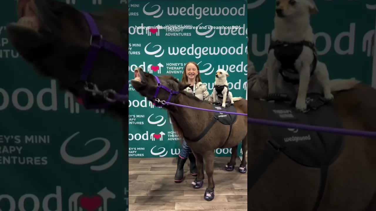When your horse smiles… and your tiny dog rides along 😁🐴🐶