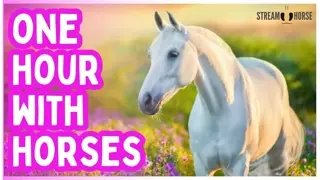 Relief from Work Stress, Bills, News & Everyday Pressure 🐎🌍 60 Minutes with Horses Around the World