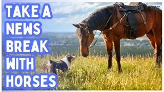 Your Brain Needs This! 🚨🧠🐎 10 Minutes of Horses to Escape News & Politics