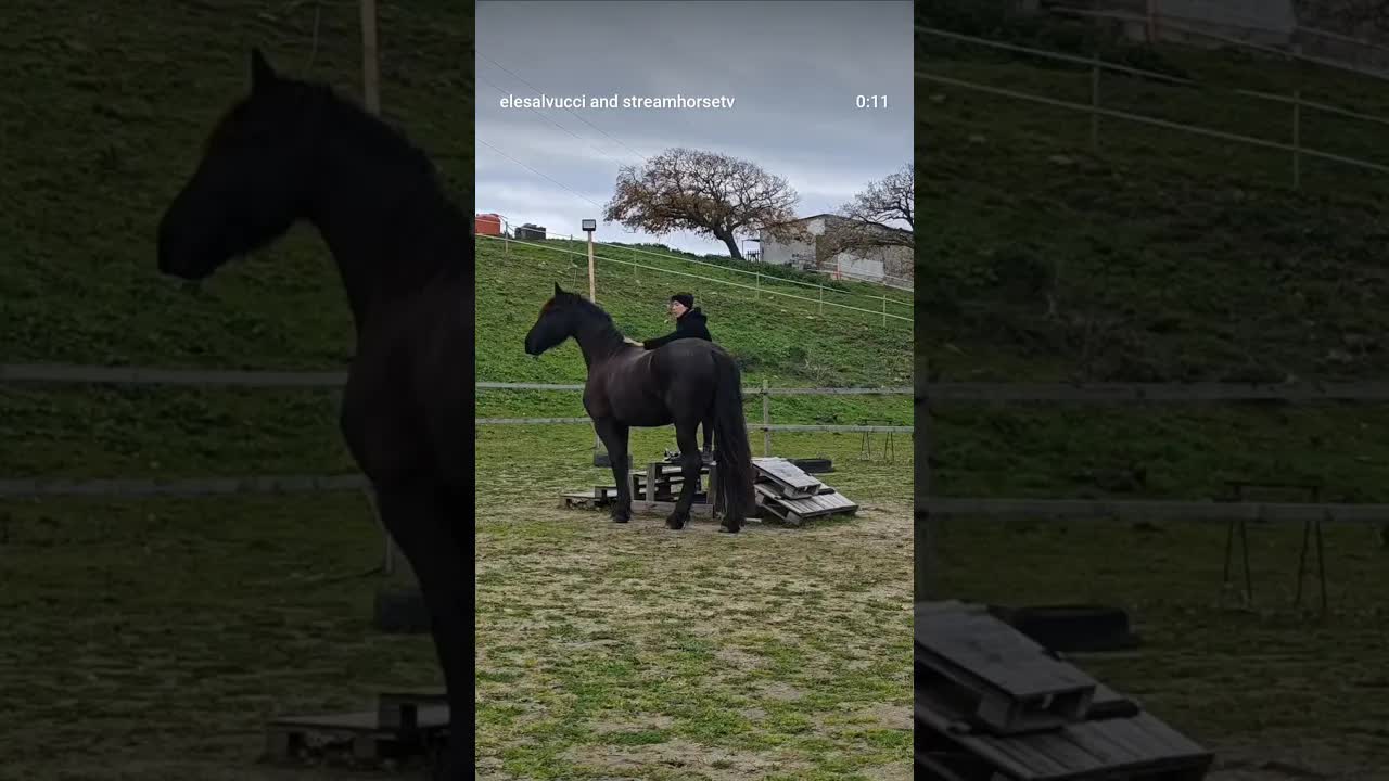 Ha quasi cinque anni. È un Frisone: forte nel corpo, ma ancora più forte nell’anima.