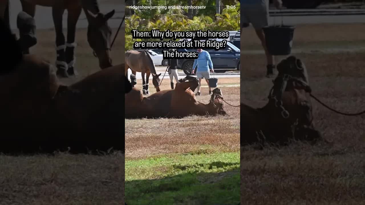 It’s just a hunch we have 😂😎🐎💆🏼‍♀️