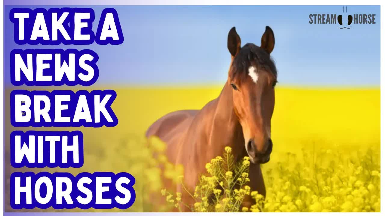 The News Is Hijacking Your Mood! 🐎🧠 Take This 10-Minute Horse Reset