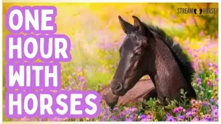 Watch This & Be HAPPY 🐎😁 1 Hour of Horses in Nature Around the World