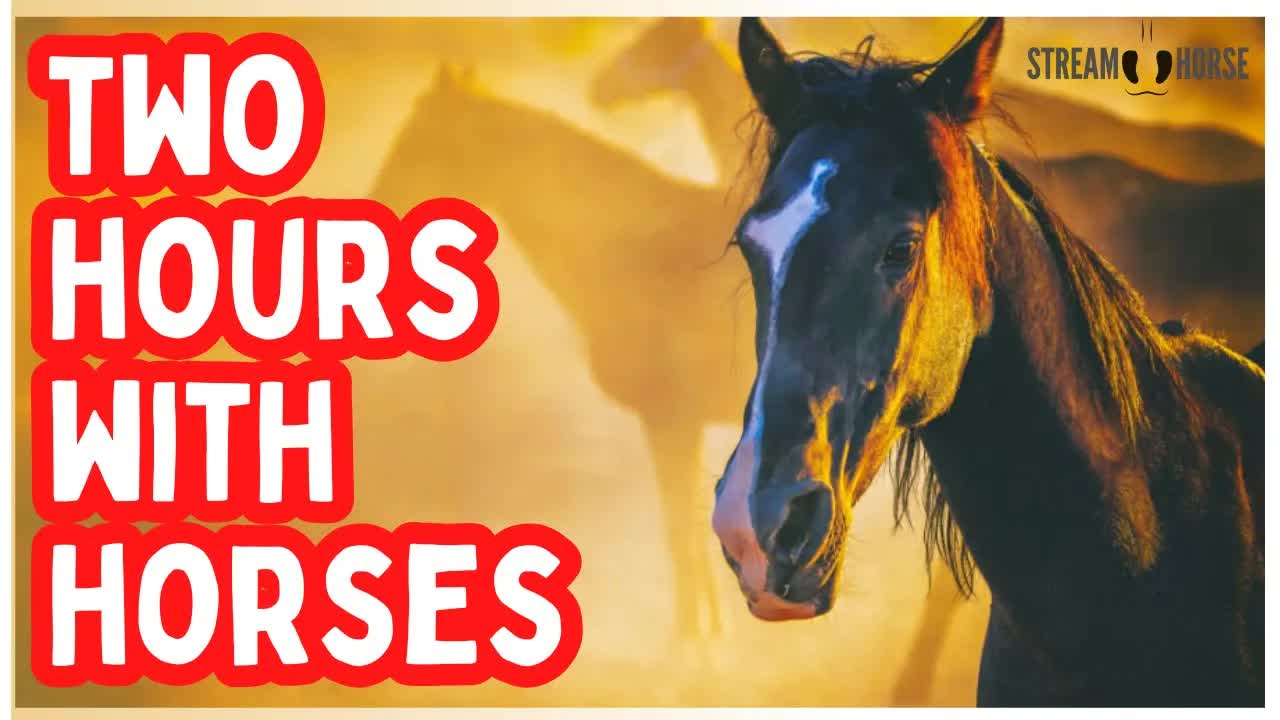 Two Hours Without the News & Politics 🐎☀️ Horses + Nature = Calm