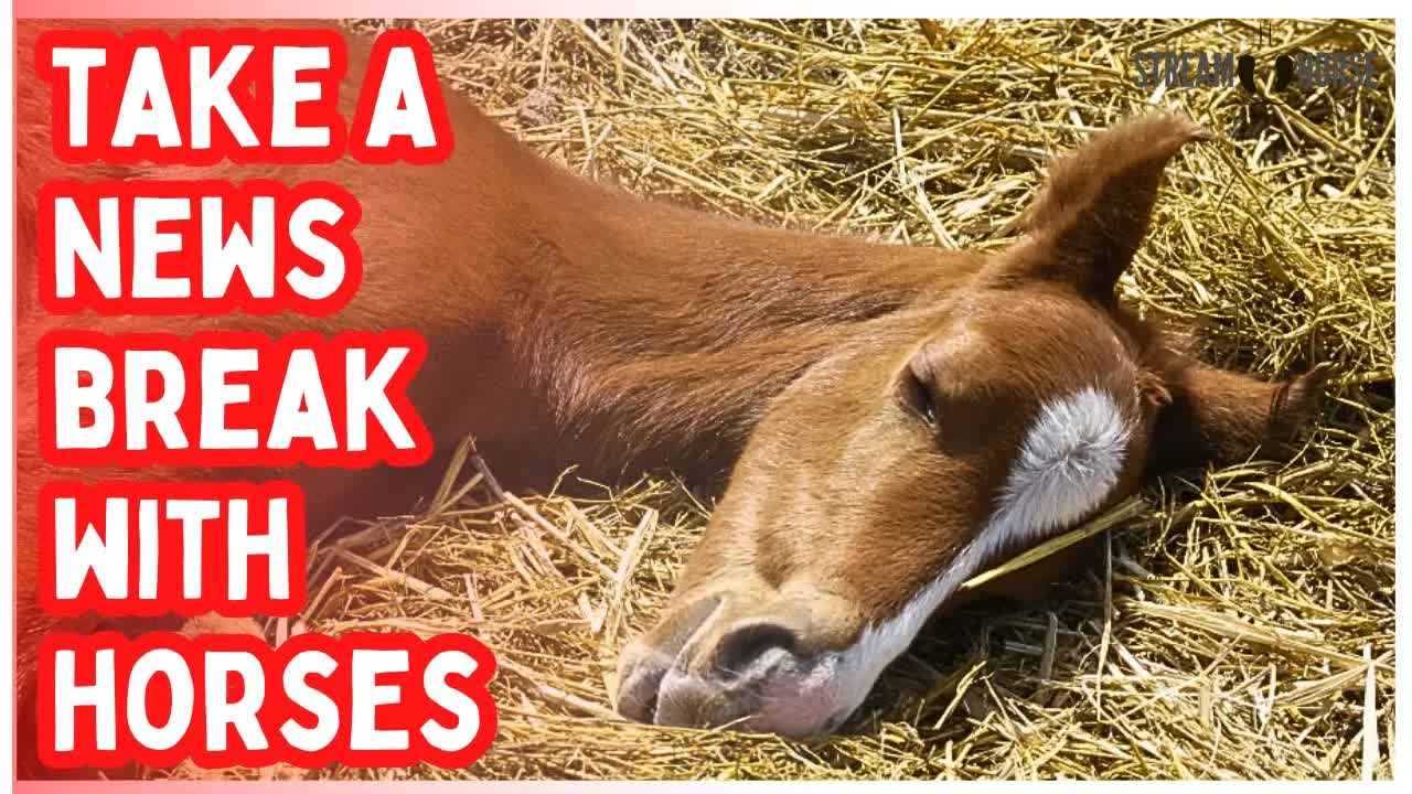 10 Minutes to Reset from the News & Politics 🐎😌 Watch Horses & Relax