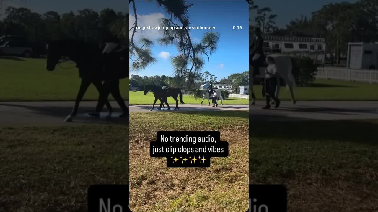 What it’s all about 🐎 enjoying these amazing animals 💙