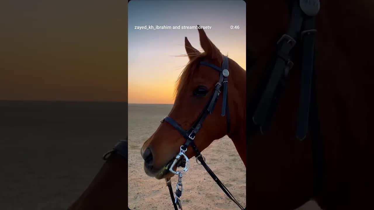 sunset rides in Hurghada 🏇🏻🤍