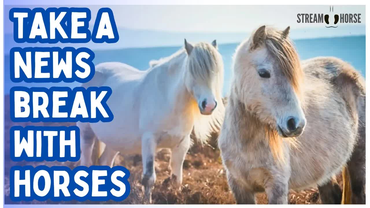 STOP! Take a Break from the News 🛑🐎 10 Calm Minutes with Horses