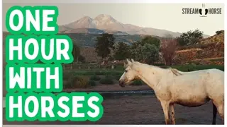 See the World Through Horses 🐎🌍 1 Hour to Clear Your Mind