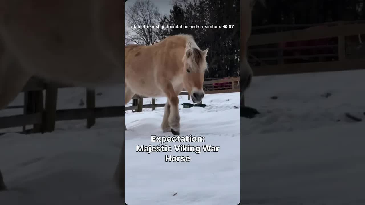 Zee’s official winter status: 50% Norwegian Fjord, 50% Snow Plow ❤️