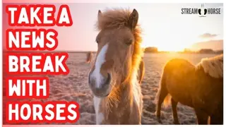 STOP SCROLLING 🚨🐎 Enjoy 10 Minutes of Horses to Escape News & Politics
