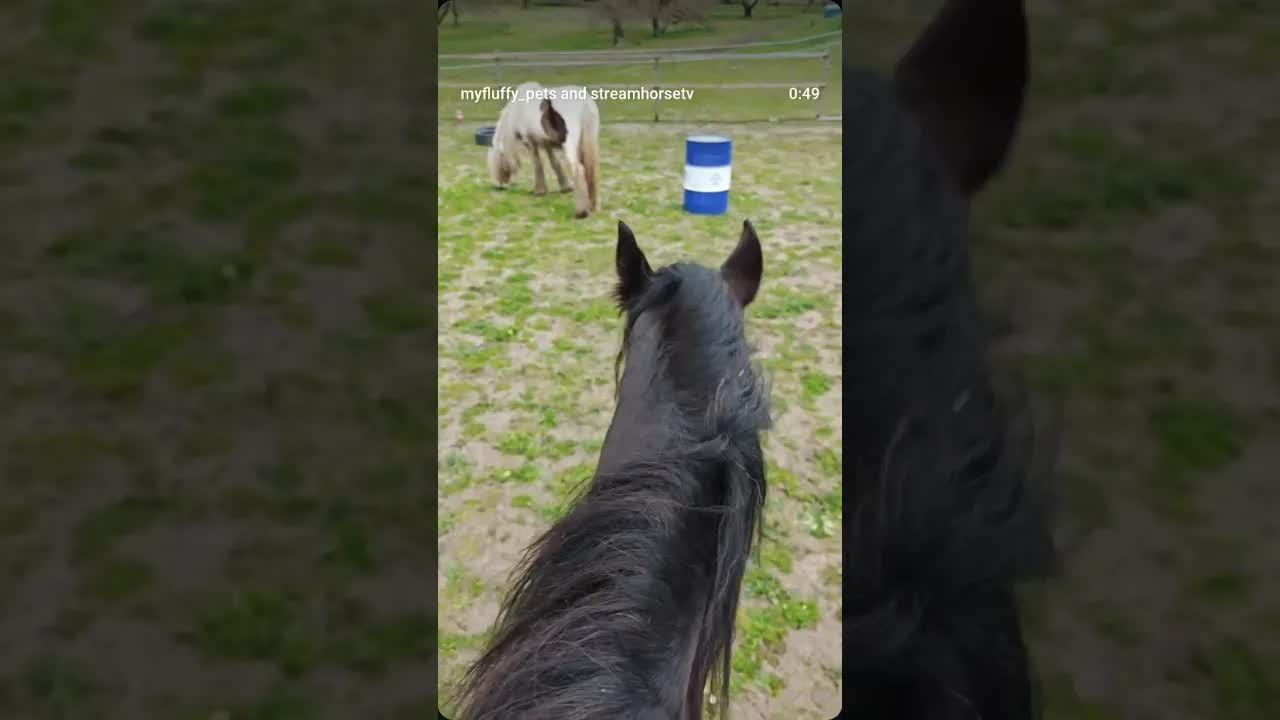 Learning to communicate together ❤️ There is no better feeling than feeling free together 🐴