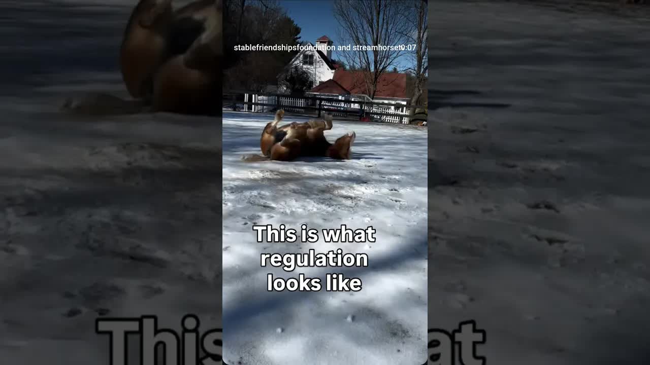 Snow days rolling, relaxing, and enjoying a little winter freedom. ❄️🐴