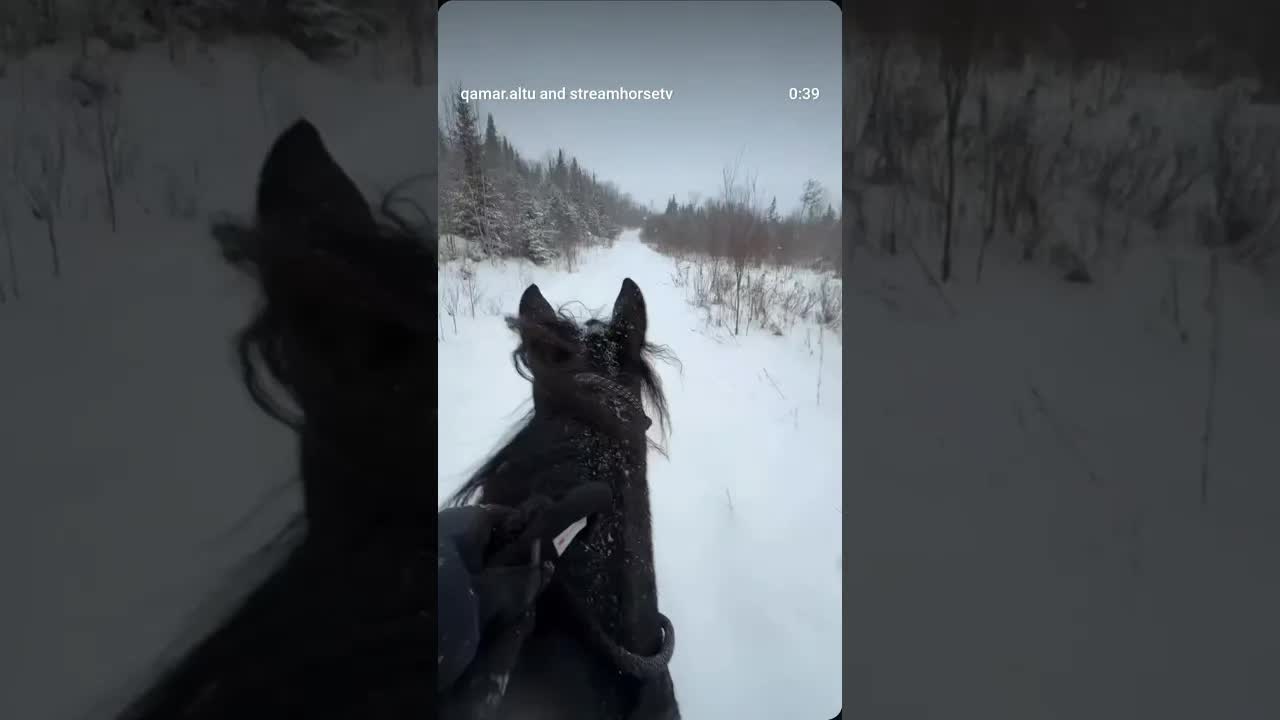 Me: “I’ll just walk today” Also me two minutes later: full gallop in the snow ❄️​