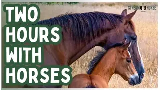 2 Hours of Horses & Nature for Meditation 🐴😌 Scenic Calm & Stress Relief