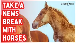 When the News Feels Scary 😱🐴😌 Take 10 Gentle Minutes with Horses in Nature