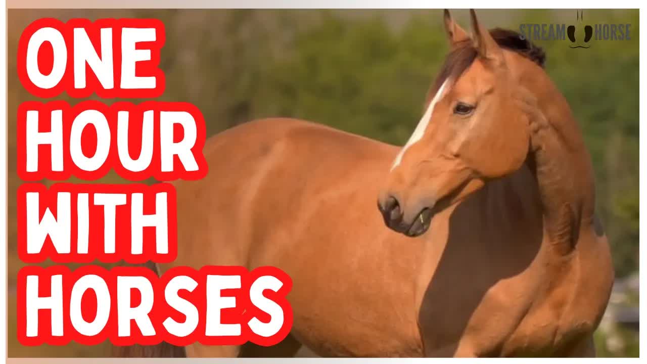 Relaxing Horse Therapy Video — 1 Hour for Study, Mindfulness, and Stress Relief 🙏🐎😊