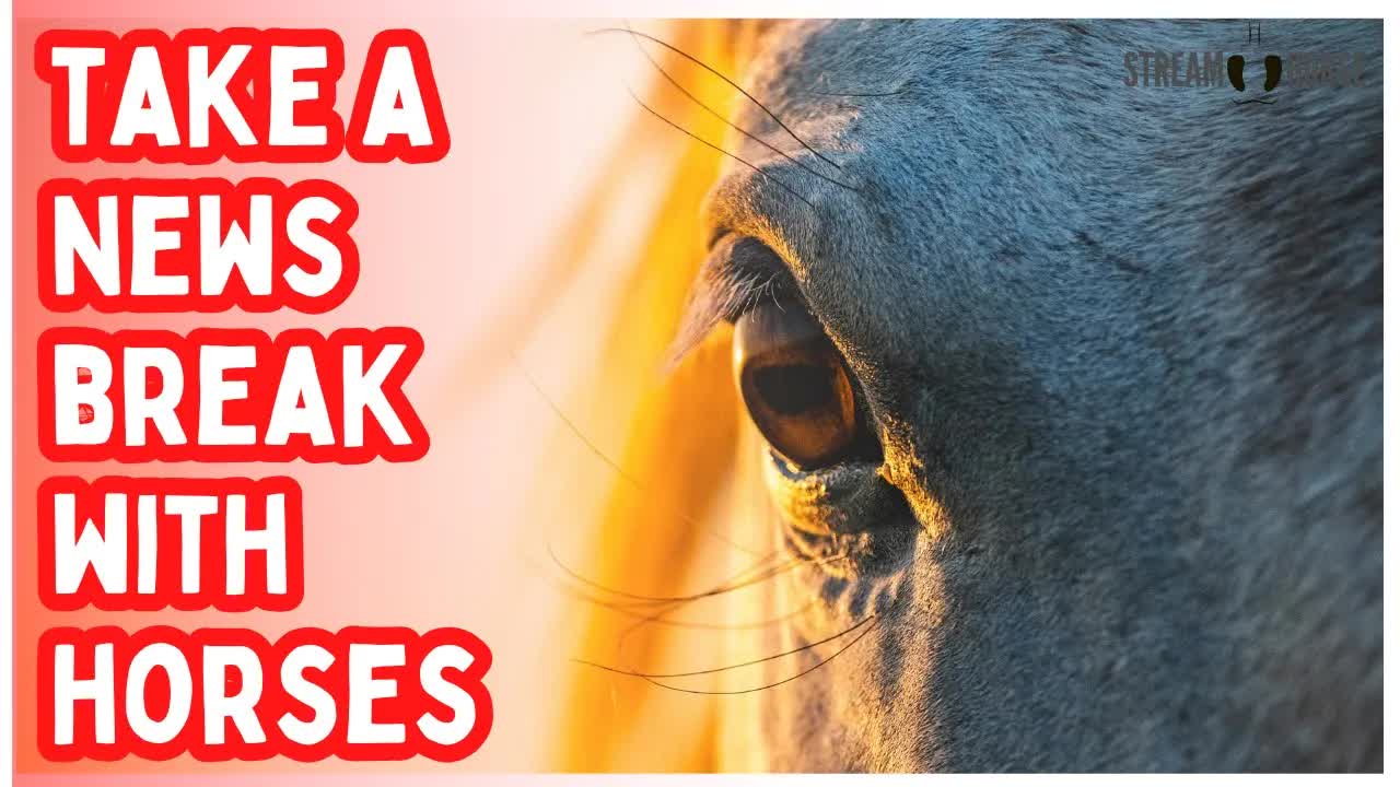 Does the World News Feels Crazy Right Now? Enjoy 10 Minutes of Horses for Peace 🌍🐎