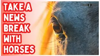Does the World News Feels Crazy Right Now? Enjoy 10 Minutes of Horses for Peace 🌍🐎