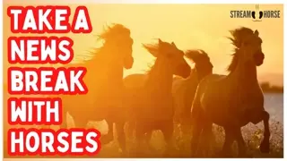 Find CALM in the CHAOS 🐎😌 10 Minutes of Horses Away from News & Politics