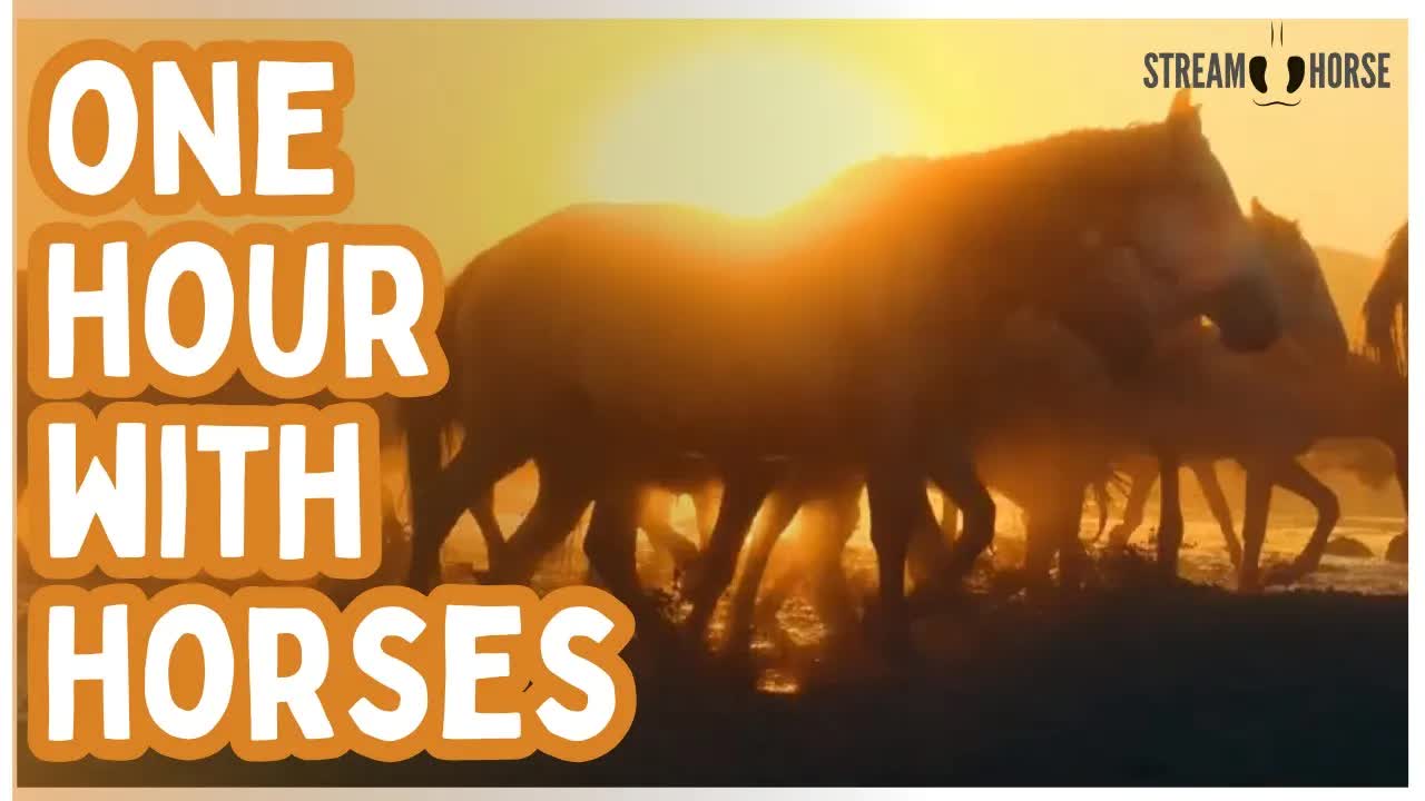 Press Play, Relax, and Watch Horses Flow for an Hour 🐴😍