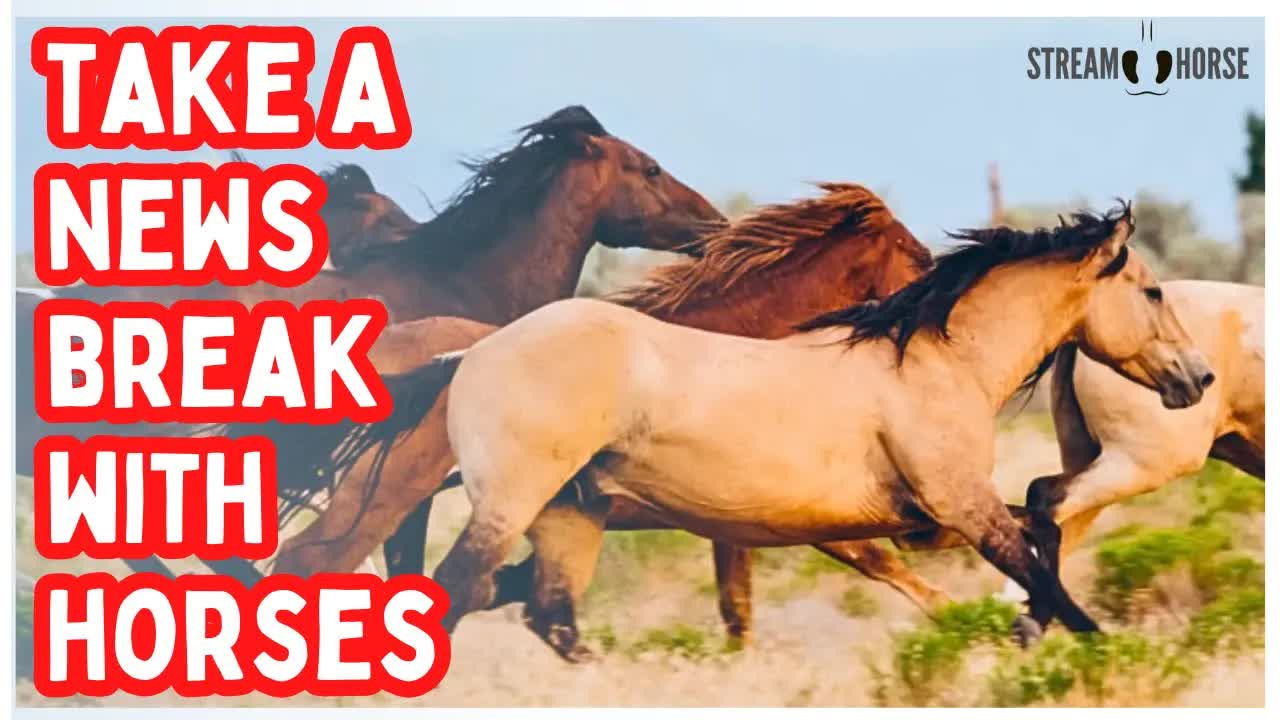 STOP! Your Brain Needs a Cleanse 🧠🐎 10 Minutes of Horses to Reset from News & Politics