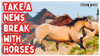 STOP! Your Brain Needs a Cleanse 🧠🐎 10 Minutes of Horses to Reset from News & Politics