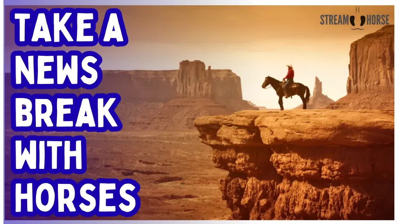 The News Can Wait! 🚨🐎 10 Minutes With Horses That Will Calm You Down