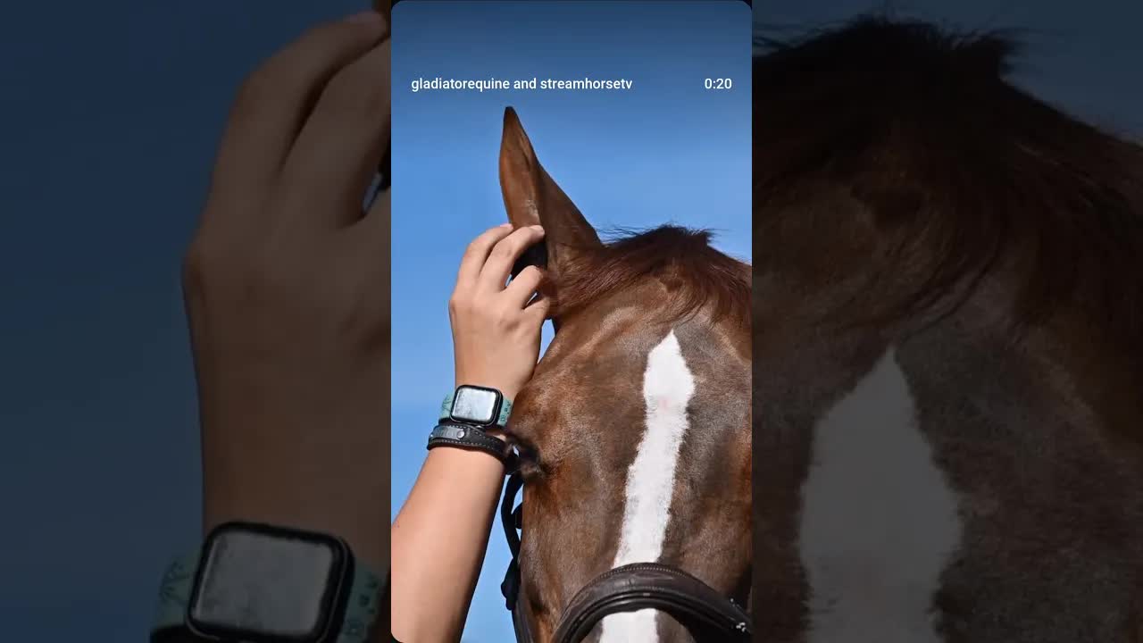 Sound sensitive? Tense in the poll? Lacking focus or looking for excuses to spook?