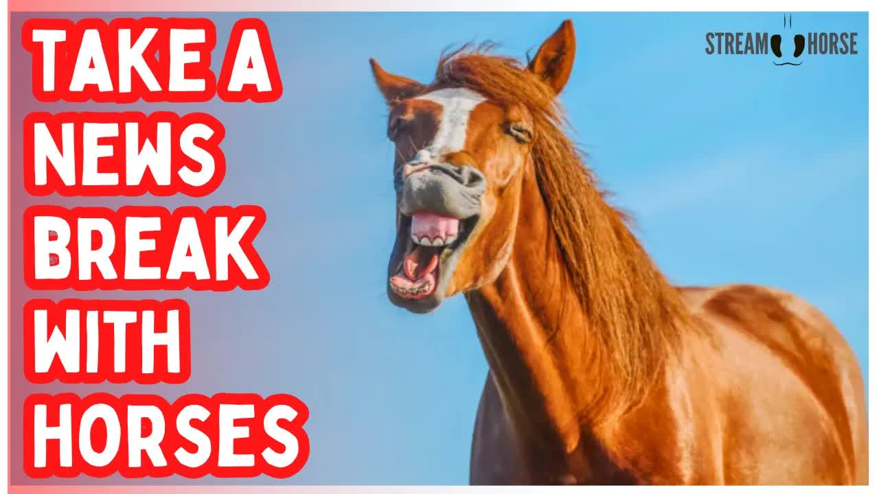 Silence the Headlines 📰❌🐴 10 Minutes of Horses & Nature to Reset from the News & Politics