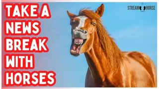 Silence the Headlines 📰❌🐴 10 Minutes of Horses & Nature to Reset from the News & Politics