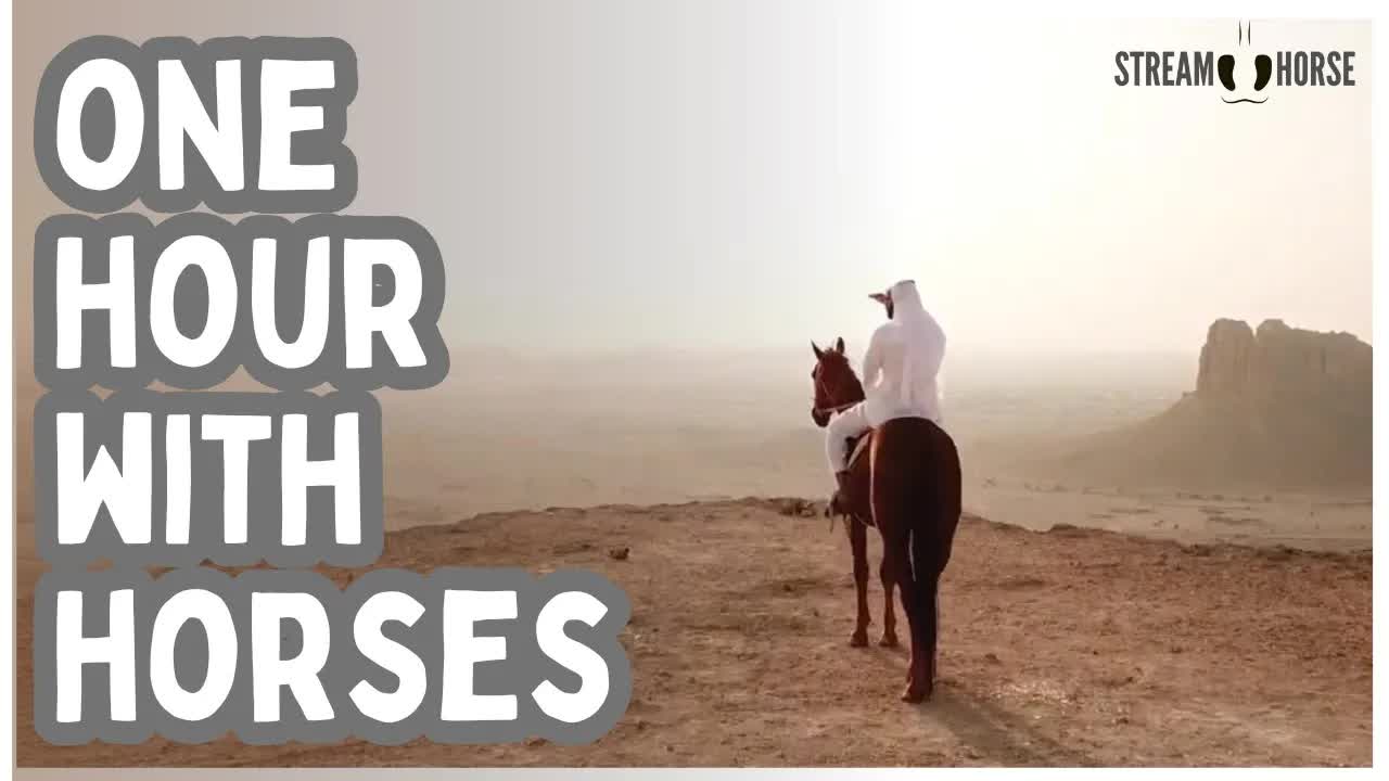 Peaceful Horses in Nature for Sleep & Focus — 1 Hour Calming Meditation Video 🐎😁