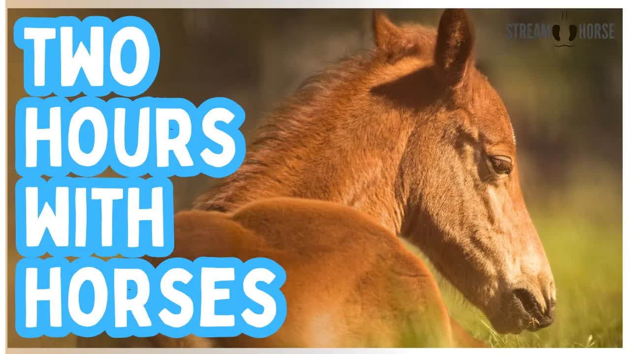 Take a Break from the News & Politics 🐴😍 2 Hours of Cute Horses
