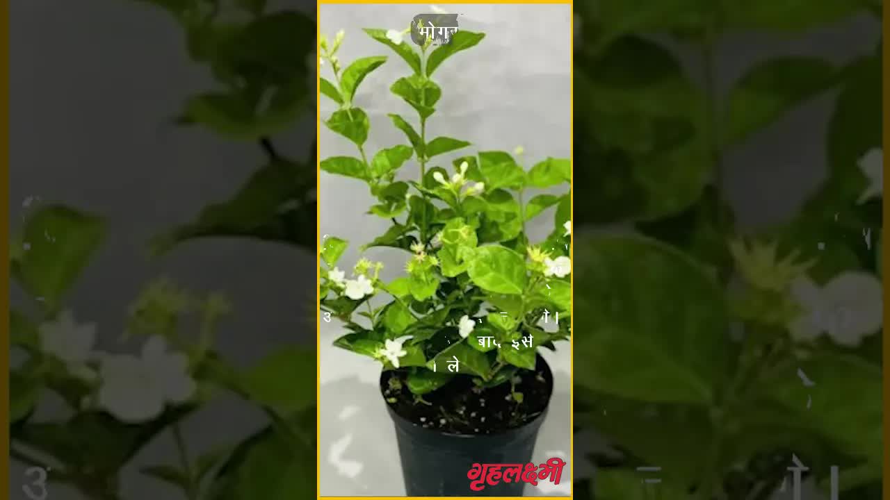 Flower based Home made face pack | Grehlakshmi #facepack #diy #doityourself #beautysecrets