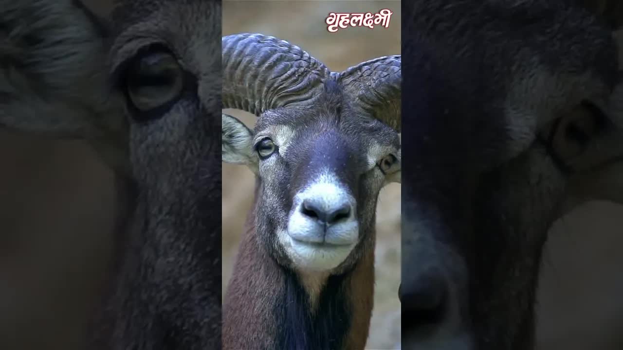 Horoscope Aries June 2023 | मेष राशिफल 2023 | 1st June to 7 June | Grehlakshmi