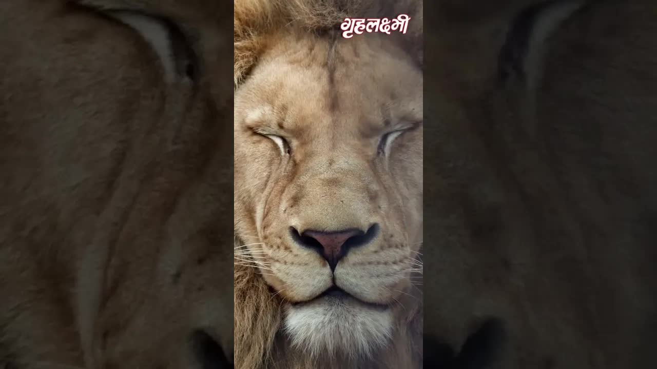 Horoscope Leo May 2023 | सिंह राशिफल 2023 | 24th May to 31st May | Grehlakshmi