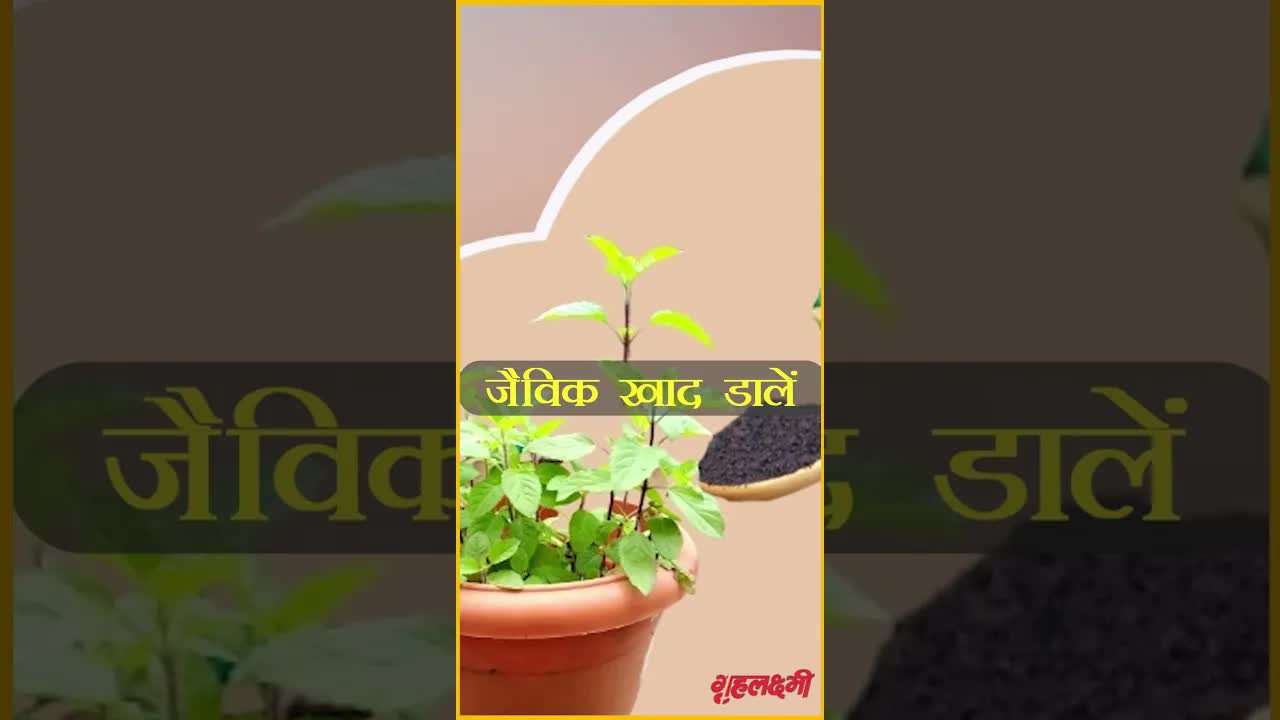 Tulsi care tips in Summer |  Grehlakshmi #tulsicare #tulsi #sacredplants