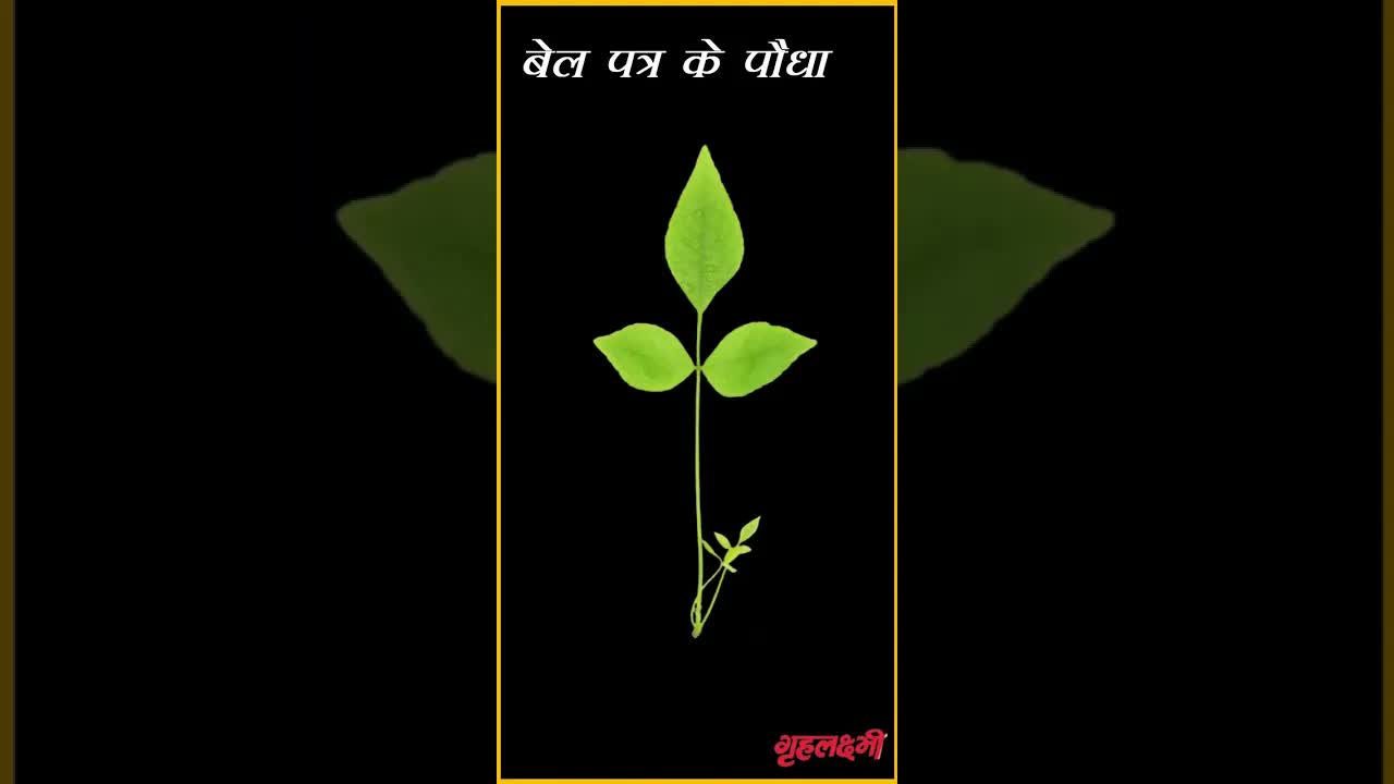 Plants to grow at home | Ghar par lagayen yeh paudhe jo atyant shubh mane jate hain #grehlakshmi