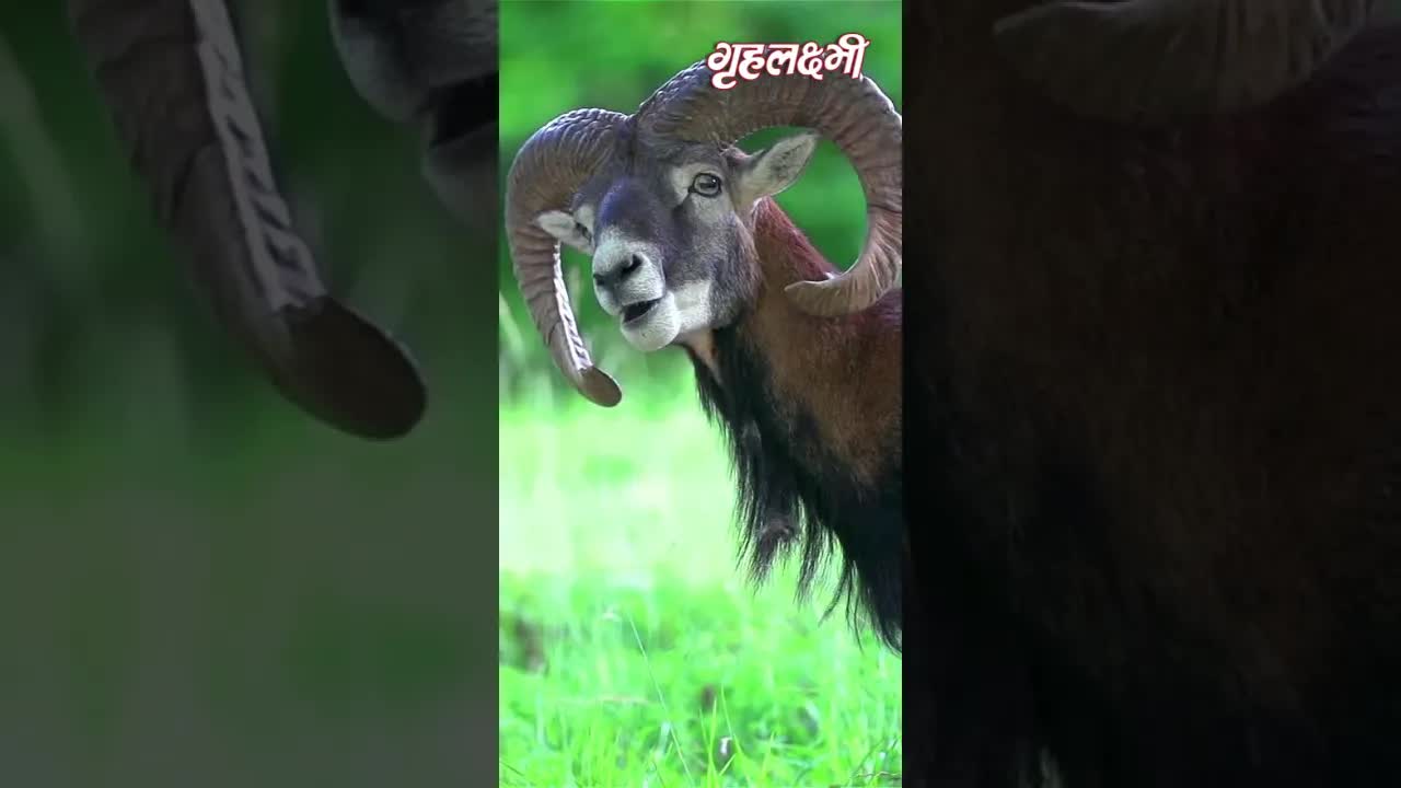 Horoscope Capricorn April 2023 | मकर राशिफल 2023 | 16th April to 23rd April | Grehlakshmi