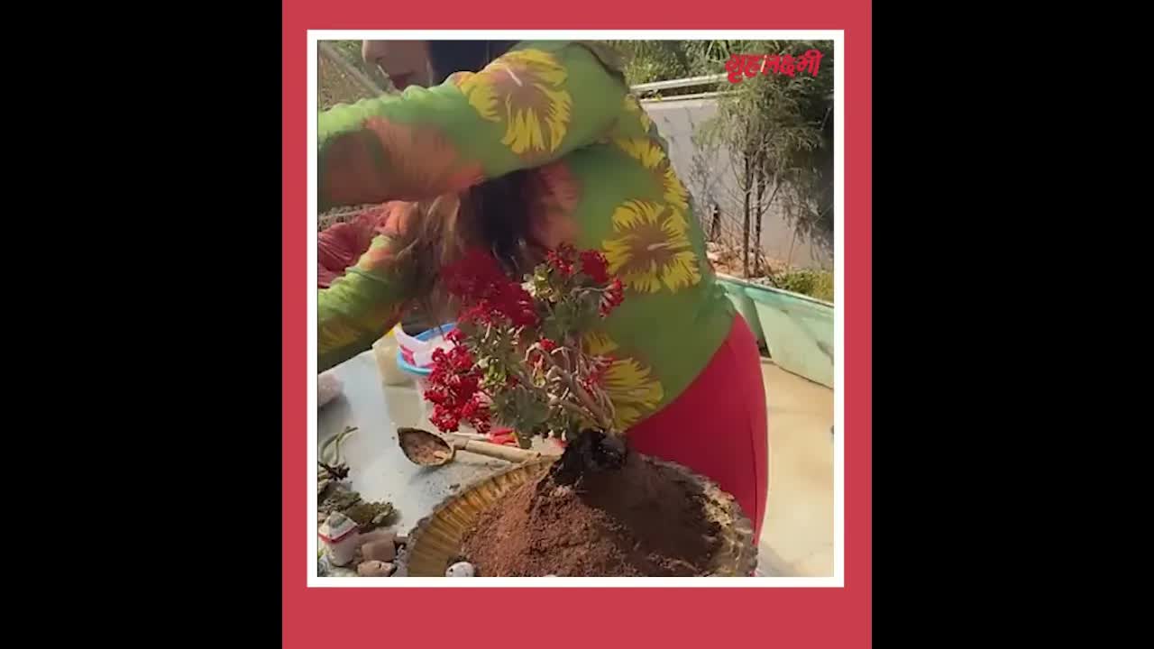 Tray Garden Ideas | Fairy Garden DIY | How to decorate your plant pot | Dr Amit Kaur Puri #diyideas